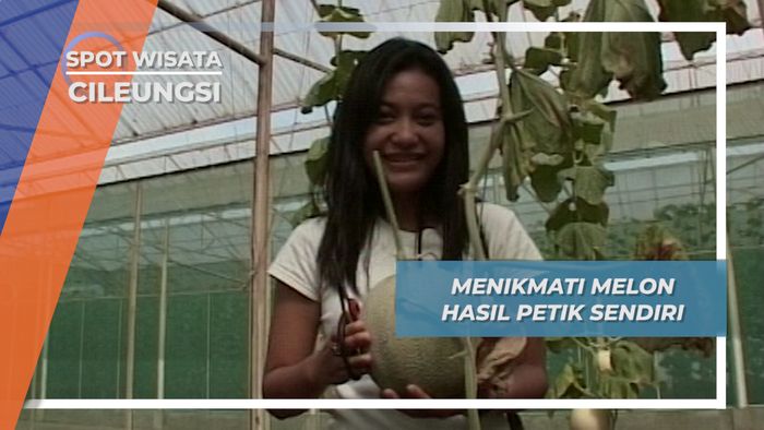Memetik Melon dari Kebun, Agrowisata Belajar dan Bermain di Cileungsi