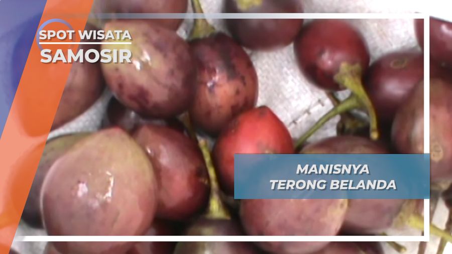 Terong Belanda, Si Manis dari Samosir, Sumatera Utara