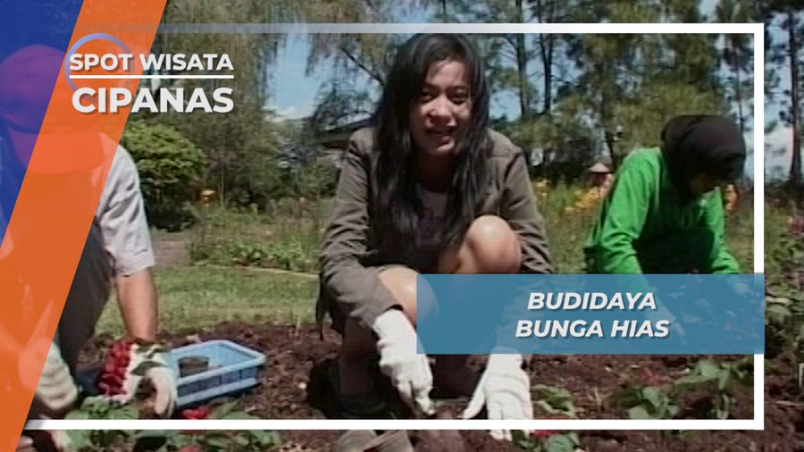 Taman Bunga Nusantara Cipanas, Surga Budidaya Tanaman Hias