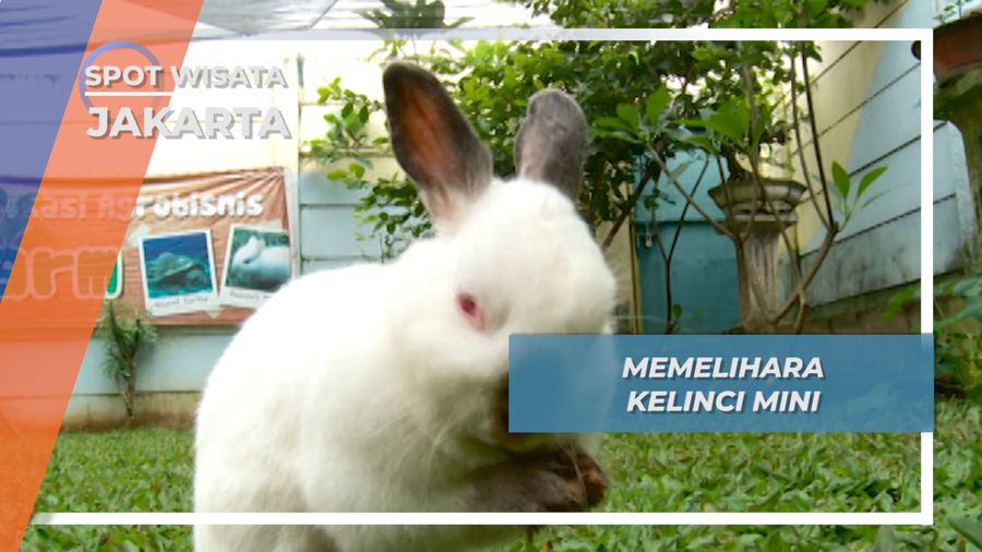 Kelinci Mini Imut dan Mungil yang Makin Digemari, Jakarta