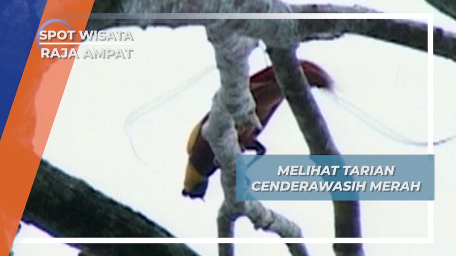 Tarian Burung Cendrawasih, Burung Eksotis dari Raja Ampat