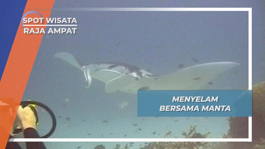 Pesona Bawah Laut Raja Ampat, Sensasi Berenang Bersama Manta