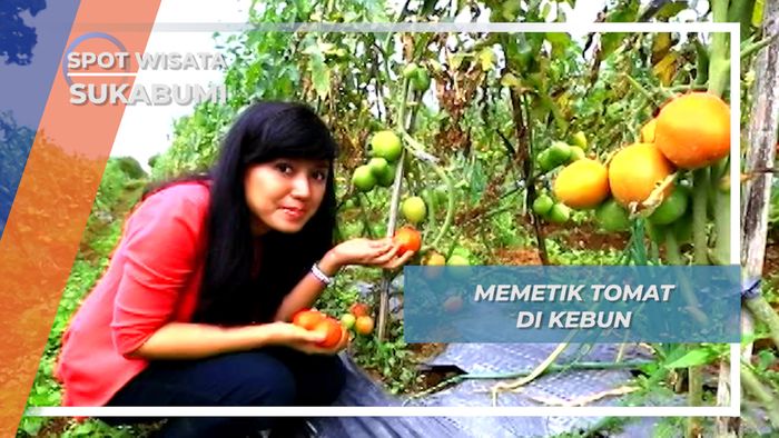 Panen Petik Tomat Apel nan Ranun dari Kebun Sukaraja Sukabumi