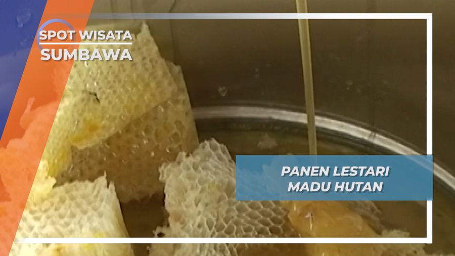 Panen Lestari Madu Murni Hutan Pohon Boan Sumbawa