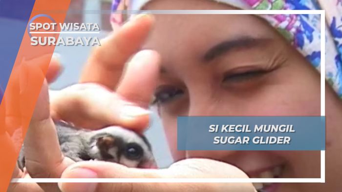 Sugar Glider, Si Sahabat Mungil Papua di Surabaya