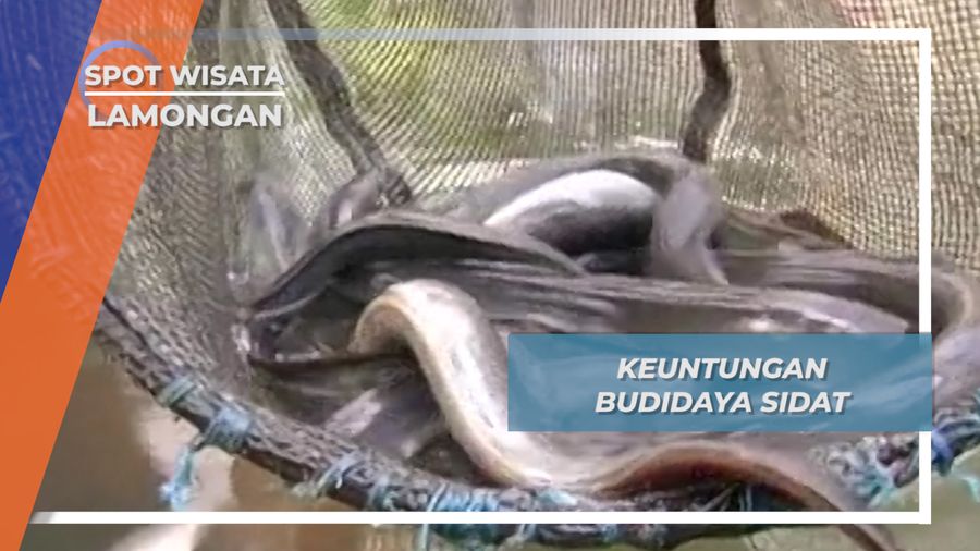 Sidat, Budidaya Untung Desa German Sugio Lamongan
