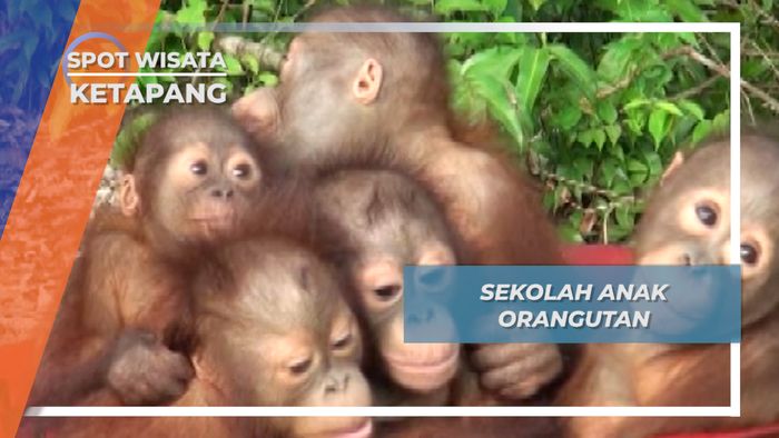 Sekolah Anak Orangutan Desa Sungai Awan Ketapang