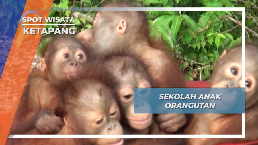 Sekolah Anak Orangutan Desa Sungai Awan Ketapang