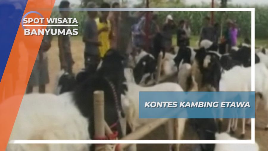 Kambing Etawa, Ternak Kesayangan Desa Purbadana Banyumas