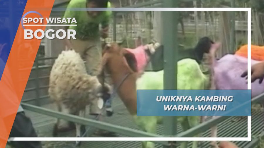 Kambing Warna-warni, Cara Jual Ternak Desa Cinagara Bogor