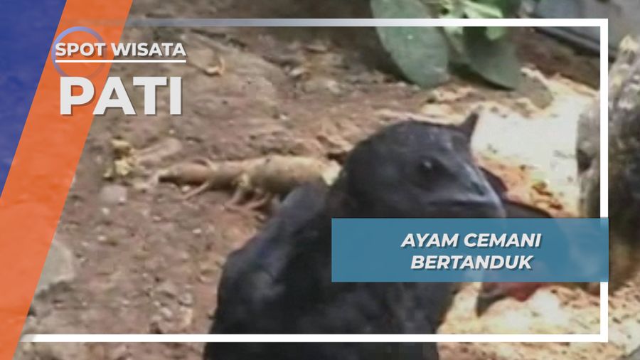 Ayam Cemani Betina Bertanduk di Pati