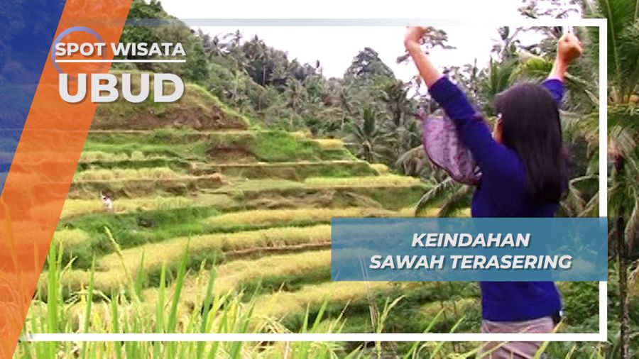 Sawah Terasering, Undakan Indah dan Petak Padi Tegalalang Ubud