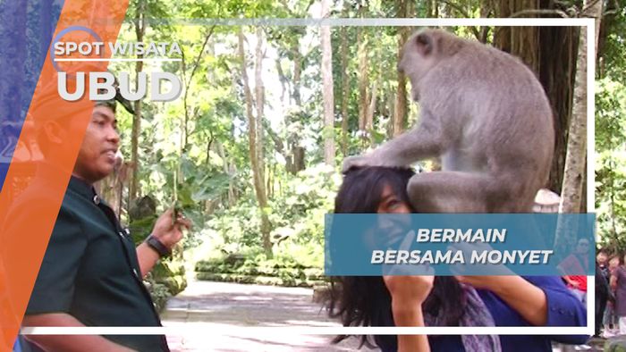 Kera, Primata Suci Monkey Forest Ubud Bali