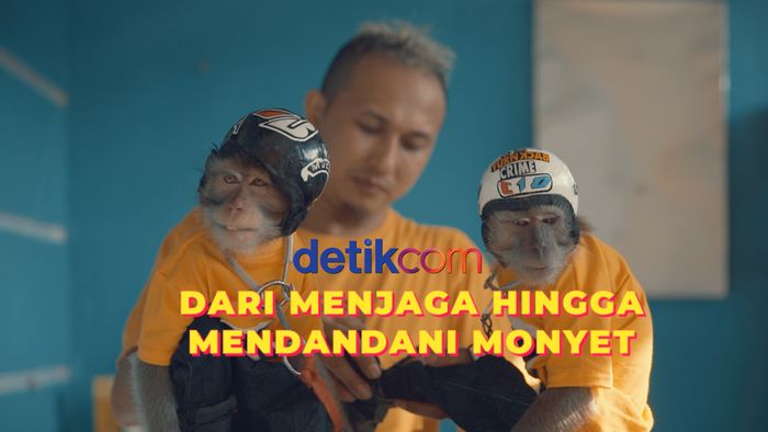 Belajar Merawat Monyet Ekor Panjang dari Ahlinya