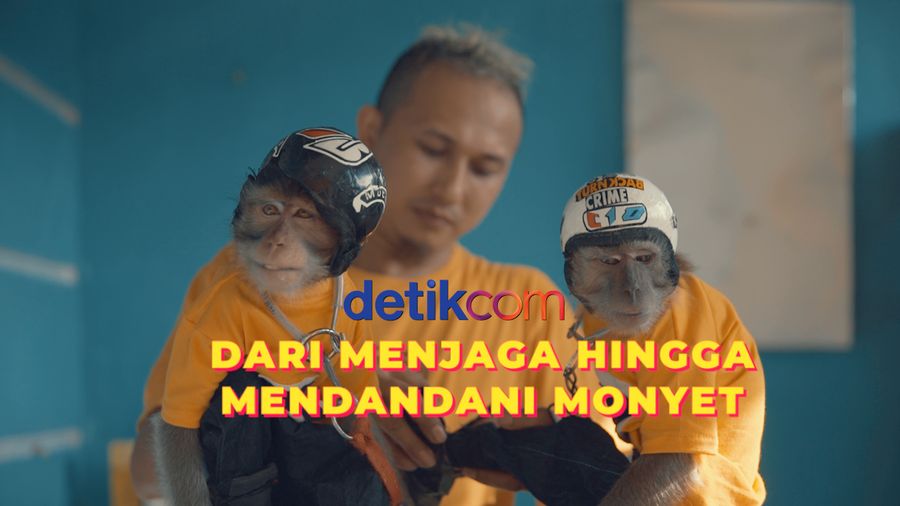 Belajar Merawat Monyet Ekor Panjang dari Ahlinya