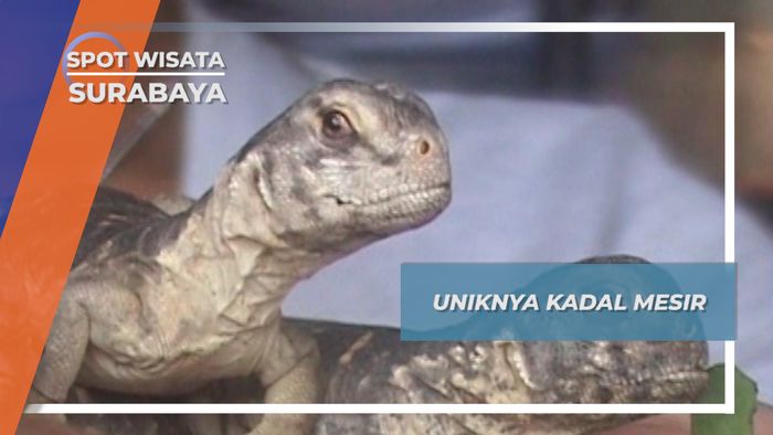 Kadal Mesir, Si Purba Berduri dari Surabaya