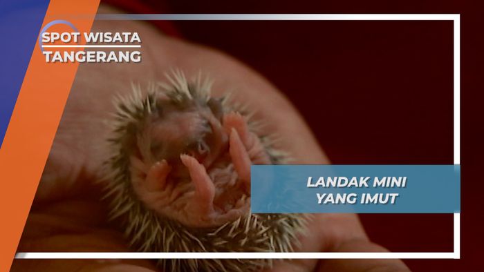 Landak Mini, Si Imut Berduri Bermata Merah dari Ciputat Tangerang Selatan