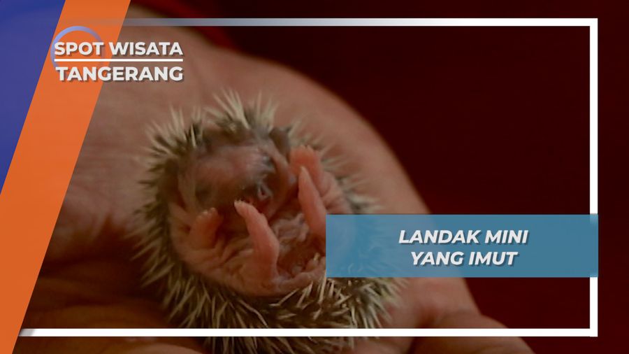 Landak Mini, Si Imut Berduri Bermata Merah dari Ciputat Tangerang Selatan