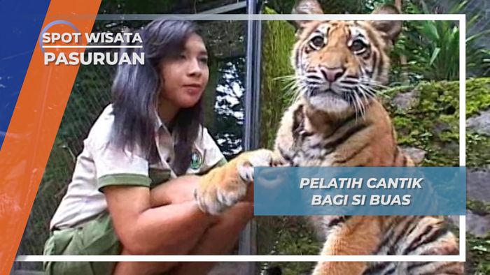 Pelatih Cantik Bagi Si Buas, Pasuruan