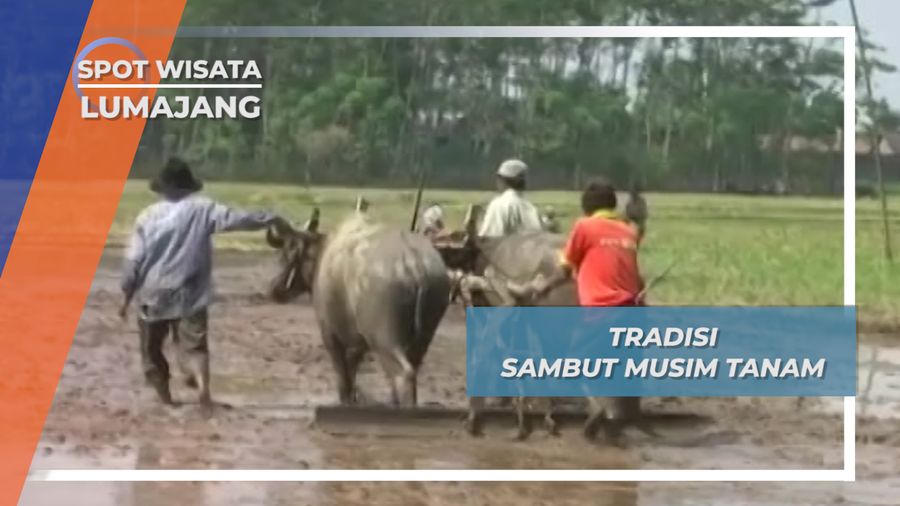 Karapan Kerbau Petani Lumajang, Tradisi Untuk Kesuburan Lahan Tani