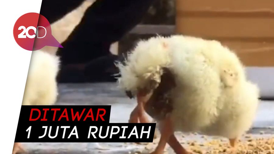 Uniknya Anak Ayam Berkaki Empat di Bali