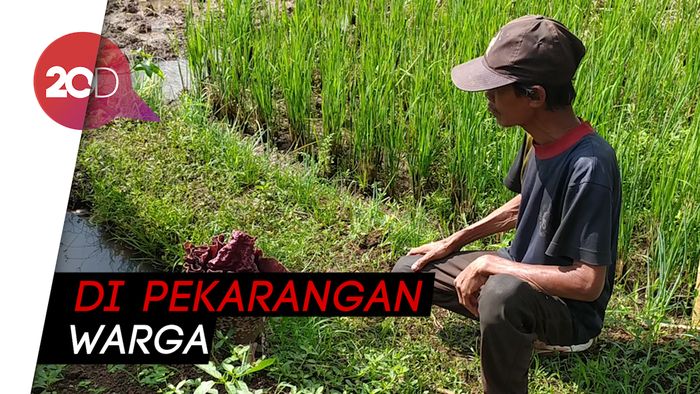 Bunga Bangkai Muncul saat Musim Hujan di Ciamis