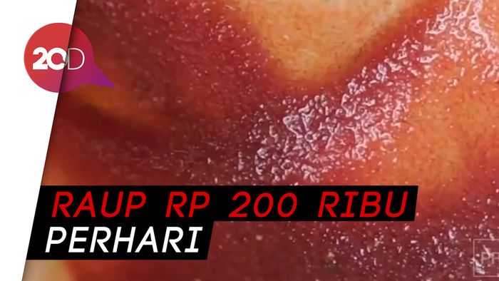 Giliran Kutu Air Jadi Incaran Peternak Ikan Hias