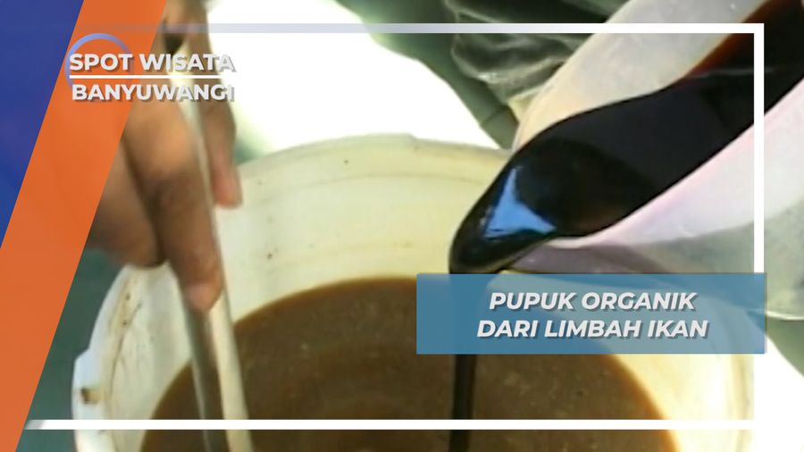 Sulap Limbah Ikan Menjadi Pupuk Organik, Pemuda Banyuwangi Temukan Peluang Bisnis