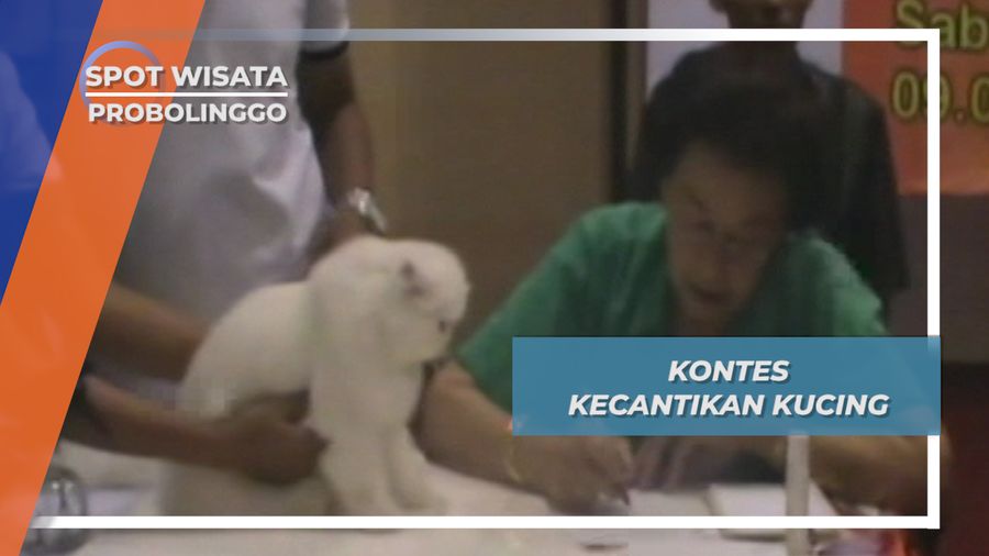 Kontes Kucing Probolinggo, Adu Cantik Ala Miss Universe