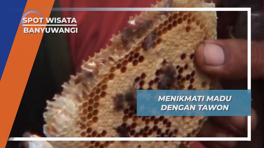 Menikmati Madu Larva Lebah Tawon dan Sarangnya di Dusun Jambu Licin Banyuwangi