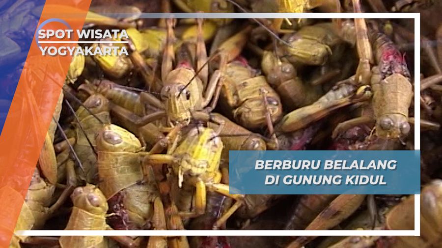 Susahnya Berburu Belalang Gunung Kidul Yogyakarta