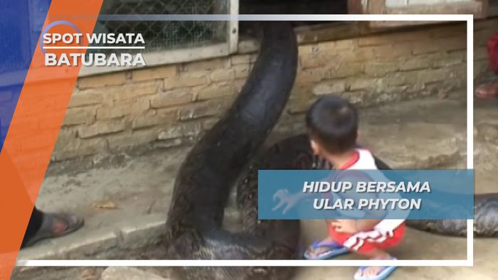 Hidup Bersama Ular Phyton, Batubara