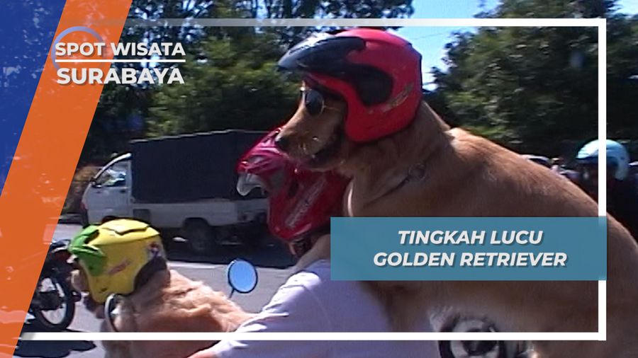Tingkah Lucu Golden Retriever, Surabaya