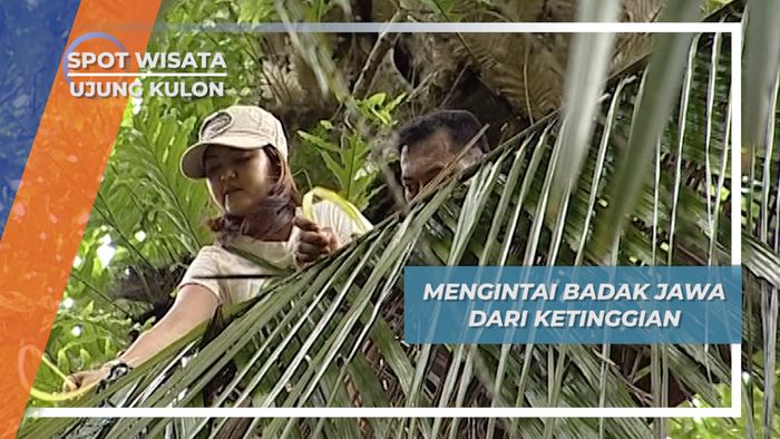Mengintai Badak Jawa dari Ketinggian, Ujung Kulon