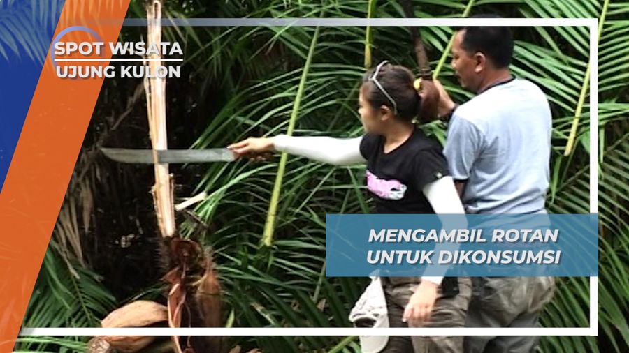 Mengambil Rotan untuk Dikonsumsi, Ujung Kulon