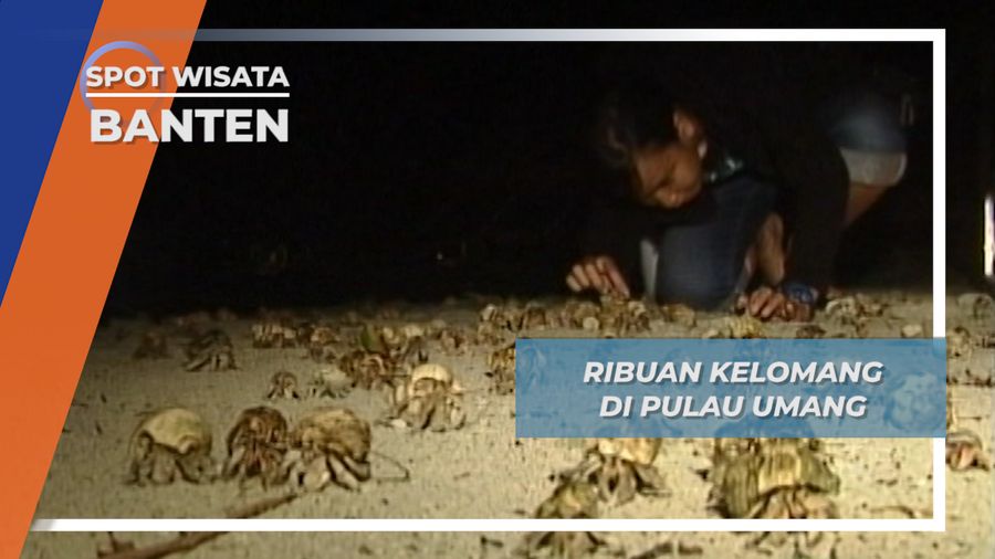 Ribuan Kelomang di Pulau Umang, Banten