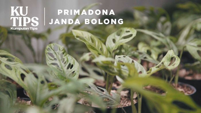 Tips Merawat Tanaman Viral Janda Bolong
