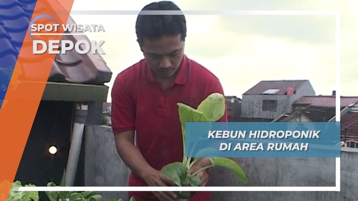 Kebun Hidroponik di Area Rumah Depok