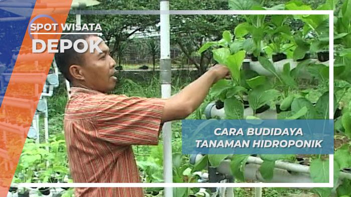 Budidaya Tanaman Hidroponik Depok