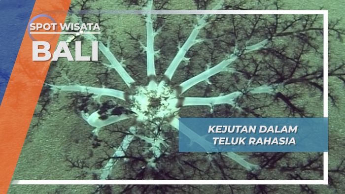 Negeri Bawah Air Secret Bay Bali Barat, Kejutan Hijau Penuh Rahasia Jembrana 