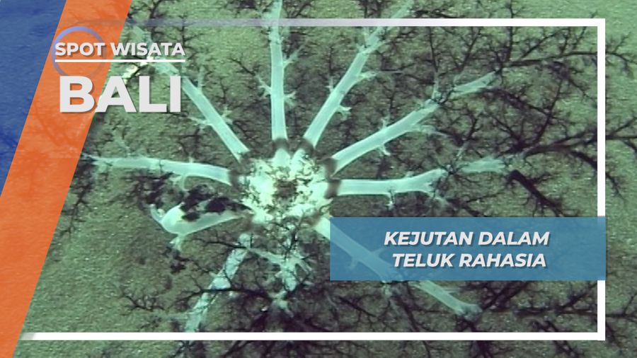 Negeri Bawah Air Secret Bay Bali Barat, Kejutan Hijau Penuh Rahasia Jembrana 