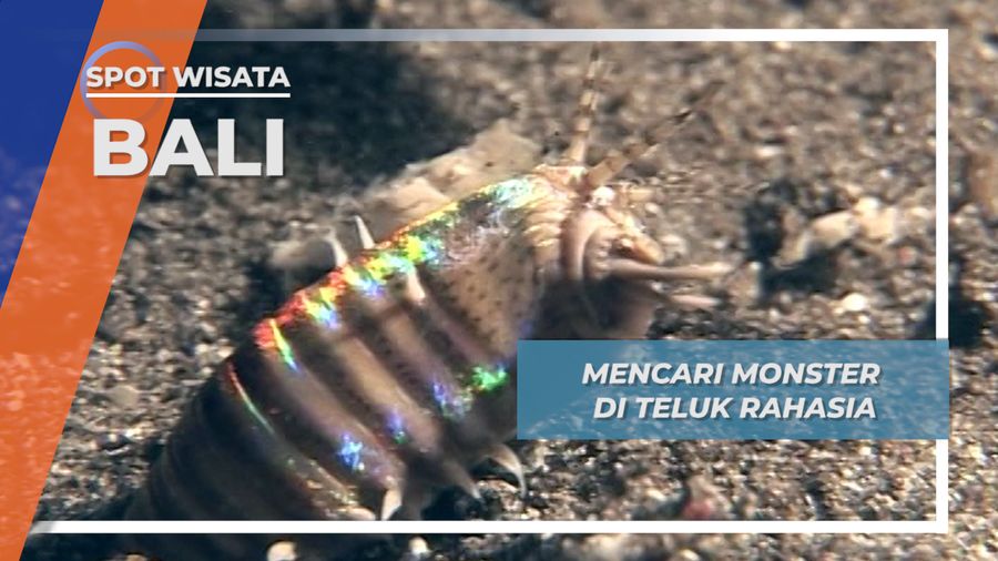 Bobbit, Monster Malam Bawah Laut Secret Bay Jembrana Bali