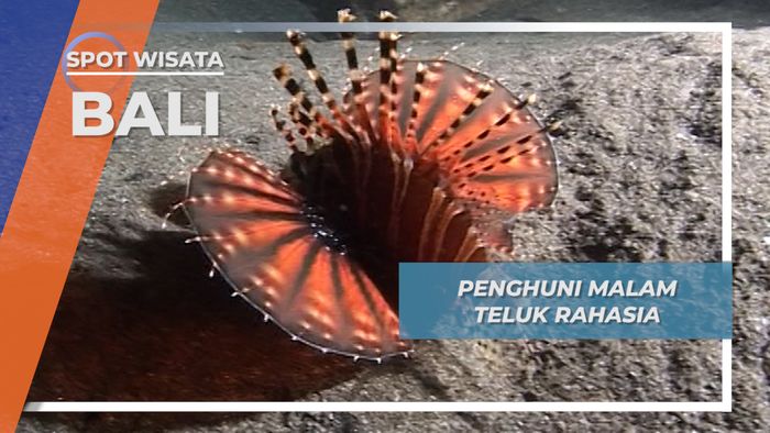Penghuni Malam Nan Ramah Walau Berbisa di Secret Bay Jembrana Bali