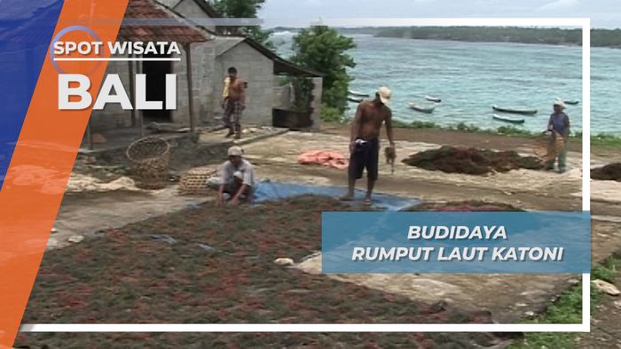 Rumput Laut Katoni, Budidaya Kemakmuran Nusa Lembongan Bali