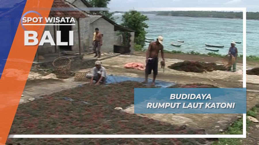 Rumput Laut Katoni, Budidaya Kemakmuran Nusa Lembongan Bali