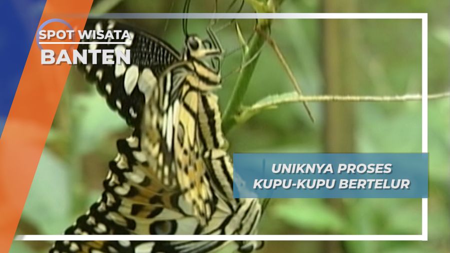 Budidaya Kupu-kupu Banten Bertelur di Pulau Umang
