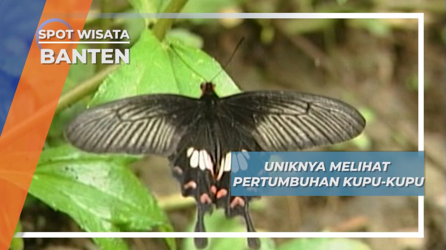 Saat Ulat Bermeditasi Dalam Kepompong Menjadi Kupu-Kupu Pulau Umang