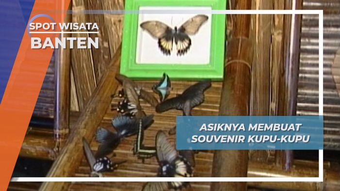 Kupu-kupu Pulau Umang Banten, Souvenir Dari Hidupnya Yang Singkat