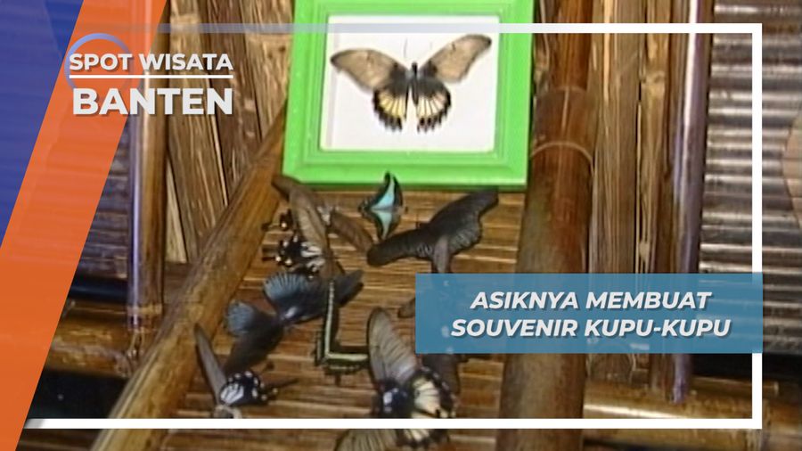 Kupu-kupu Pulau Umang Banten, Souvenir Dari Hidupnya Yang Singkat
