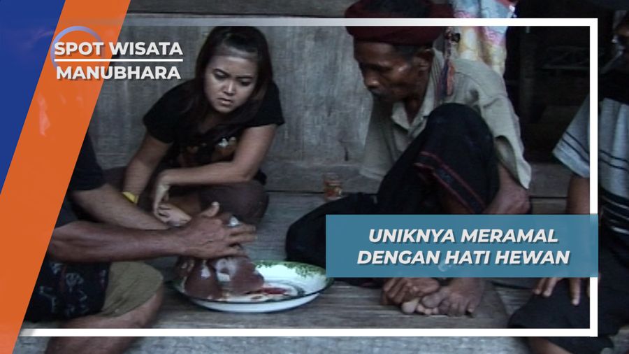 Tradisi Unik Masyarakat Manubhara NTT, Meramal Peristiwa Menggunakan Hati Hewan